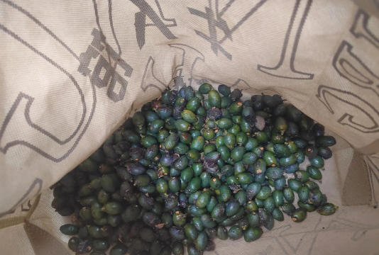 蒲包花种子什么样子