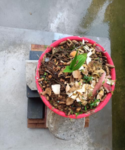 家庭养花用生根粉