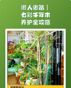 七彩木冬天怎么保暖