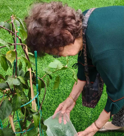 家庭养花用生根粉