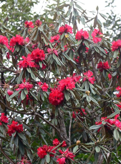 马樱杜鹃尖硬是什么原因