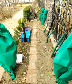 室外花木如何防冻