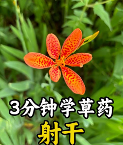 射干第一年施什么肥