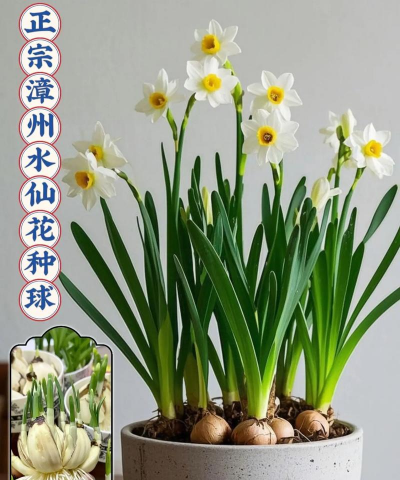 凌波仙子叶子怎么养