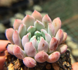 多肉姬小光是什么科属 多肉姬小光是什么科属