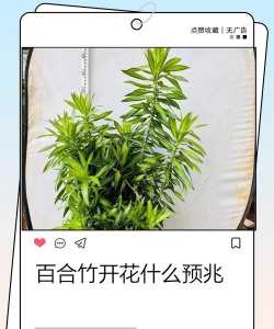 百合竹开花是什么预兆