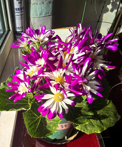 瓜叶菊开完花用什么样肥