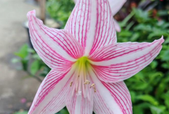 广西玉林可以种什么样的花