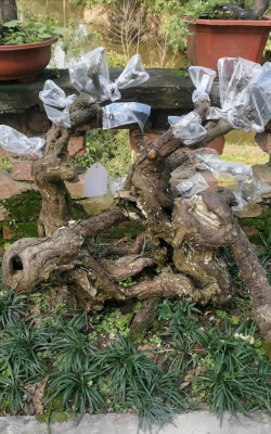 家庭养花用生根粉