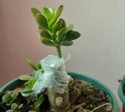 家庭养花用生根粉