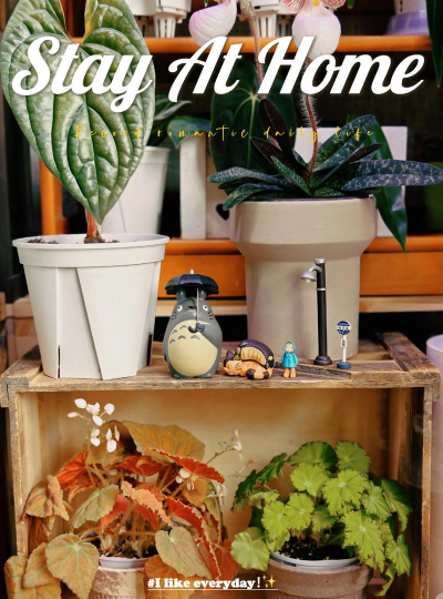 家庭养花用生根粉