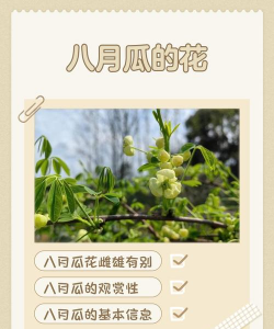 什么花是八月瓜的花