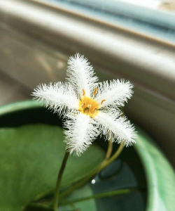 一叶莲的花是什么颜色