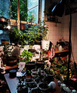 家庭养花用生根粉