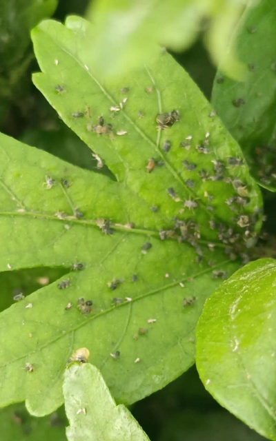 木花虫一般在什么树里