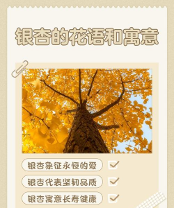 银杏叶的花语是什么的