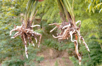 墨兰根空根怎么处理