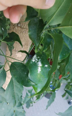 家庭养花用生根粉