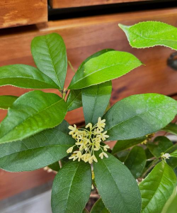 四季桂花叶片什么样子