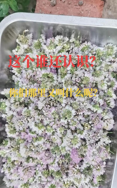 甘肃野菜羊胡子花怎么吃