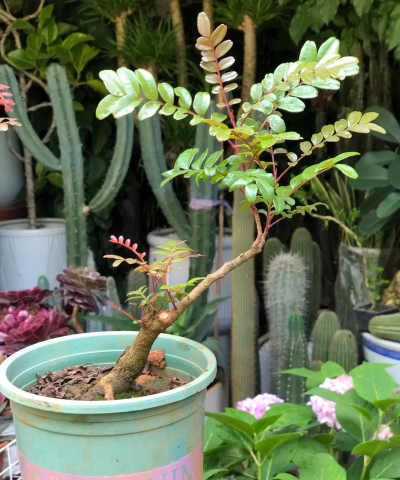 杭州清香木花卉怎么样