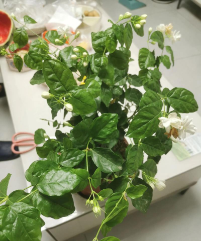 家庭养花用生根粉