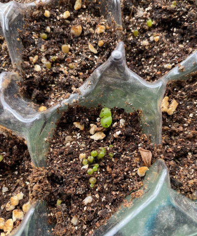 家庭养花用生根粉