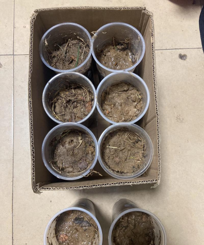 盆栽黄花梨种子怎么种