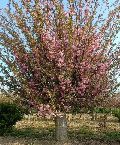 垂枝海棠花能嫁接什么树
