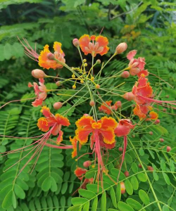 金凤花为什么叫做金凤花