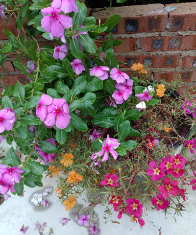 家庭养花用生根粉