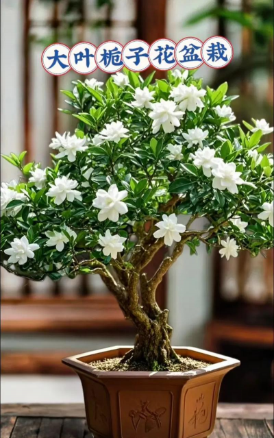 大叶栀子花什么时间开花