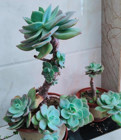 多肉白凤是什么时候开花