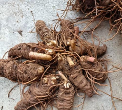 重楼叶子变黄怎么办