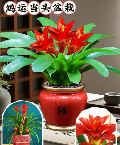 大红色盆栽花叫什么原因