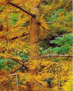 金钱松落叶怎么回事