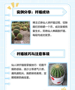 仙人球花断了怎么扦插