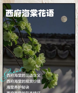 西府海棠花语是什么