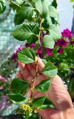 家庭养花用生根粉