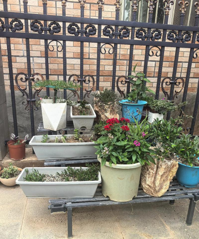 家庭养花用生根粉