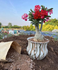 家庭养花用生根粉