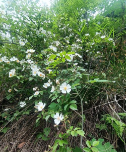 野蔷薇开花是什么样子