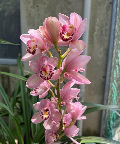 墨兰的花朵是什么样的