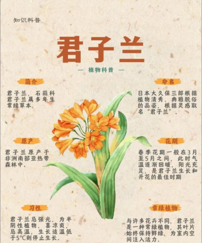 五种君子兰的寓意是什么