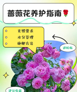 蔷薇花怎么施肥的方法