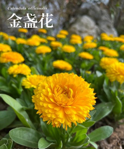 金盏花是一种什么花