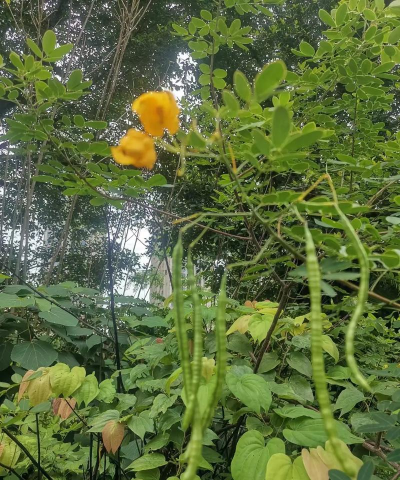 决明什么时候开花结果