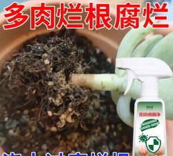 家庭养花用生根粉