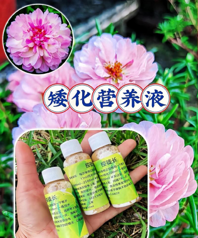 家庭养花用生根粉