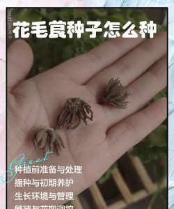 花毛茛种子什么时候种